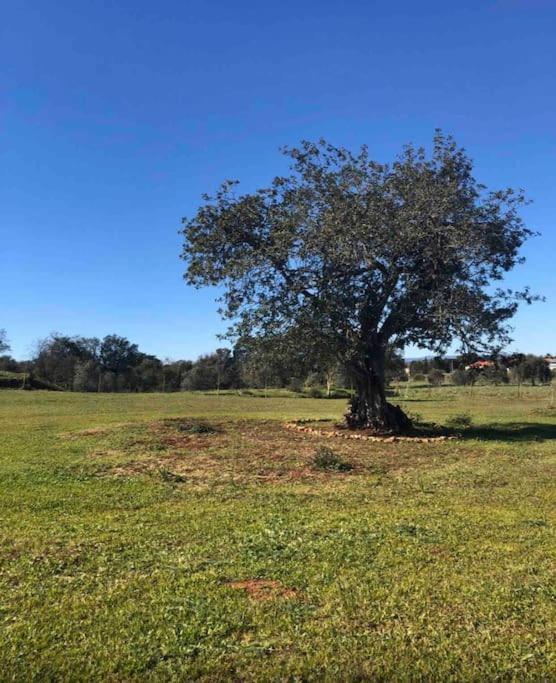 Quinta Chalet Alcantarilha Dış mekan fotoğraf